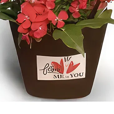 Adma flowers  -  Universe  Flower Bouquet/Arrangement