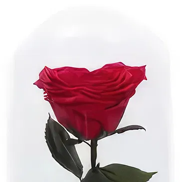 Adma flowers  -  Enchanted Rose Flower Bouquet/Arrangement