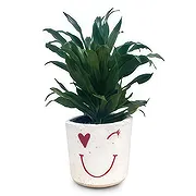 Adma online Florist - Vivid Green Bouquet