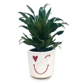 fleuriste fleurs de Beit el kiko- Vert vif Fleur Livraison