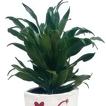 Adma flowers  -  Vivid Green Flower Bouquet/Arrangement