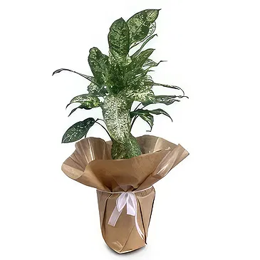Adma flowers  -  Perfect Gift Flower Bouquet/Arrangement
