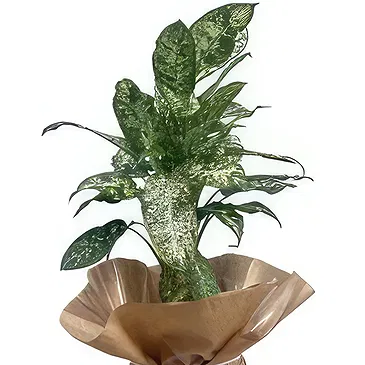 Adma flowers  -  Perfect Gift Flower Bouquet/Arrangement