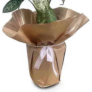 Adma flowers  -  Perfect Gift Flower Bouquet/Arrangement