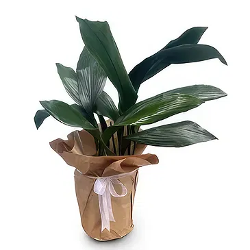 Adma flowers  -  Natural Touch Flower Bouquet/Arrangement