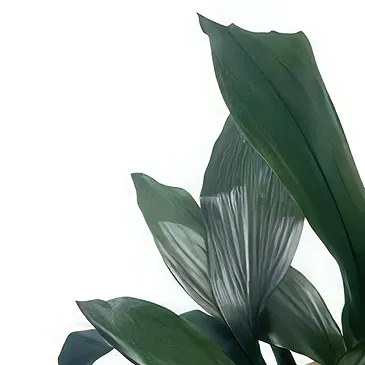 Adma flowers  -  Natural Touch Flower Bouquet/Arrangement