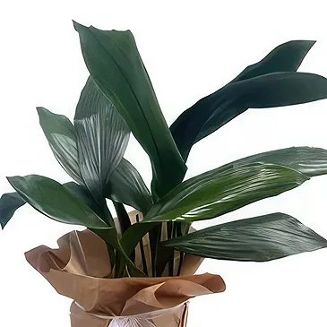 Adma flowers  -  Natural Touch Flower Bouquet/Arrangement