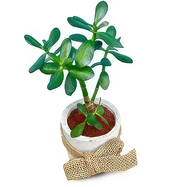 Adma flowers  -  Lovely Succelent  Flower Bouquet/Arrangement