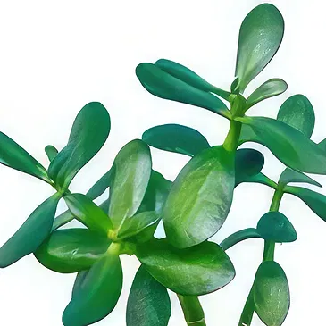 Adma flowers  -  Lovely Succelent  Flower Bouquet/Arrangement