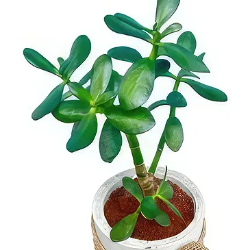 Adma flowers  -  Lovely Succelent  Flower Bouquet/Arrangement