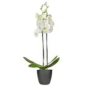 Rotterdam online Florist - The Memento Shop Bouquet