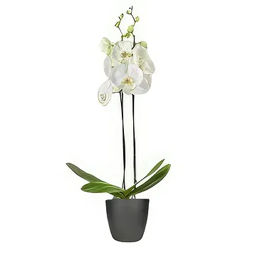 Rotterdam flowers  -  The Memento Shop Flower Bouquet/Arrangement
