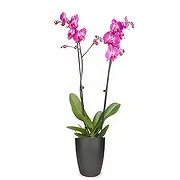 Rotterdam online Florist - Bright Morning Bouquet