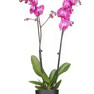 Holland flowers  -  Bright Morning Flower Bouquet/Arrangement