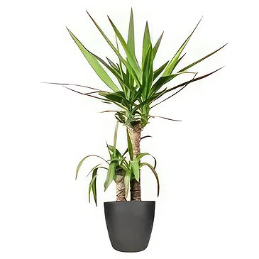 Amsterdam flowers  -  Orchid Tumbler Flower Bouquet/Arrangement