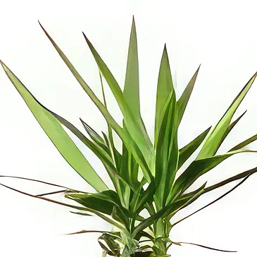 Amsterdam flowers  -  Orchid Tumbler Flower Bouquet/Arrangement