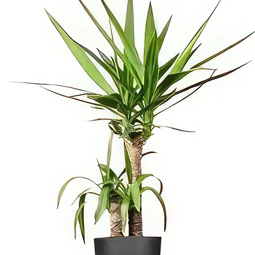 Amsterdam flowers  -  Orchid Tumbler Flower Bouquet/Arrangement
