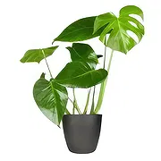 Holland online Blomsterhandler - Orkidé Terrarium Buket