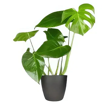Holland flowers  -  Orchid Terrarium Flower Delivery