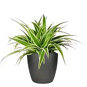 Rotterdam online Florist - Orchid Whisperer Bouquet