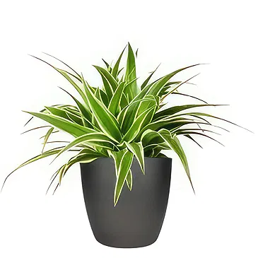 Holland flowers  -  Orchid Whisperer Flower Bouquet/Arrangement