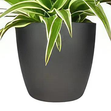 Holland flowers  -  Orchid Whisperer Flower Bouquet/Arrangement
