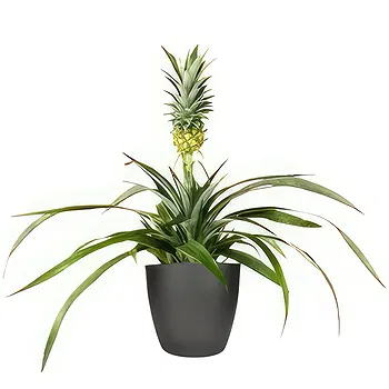 Holland flowers  -  Orchid Care Kit Flower Delivery