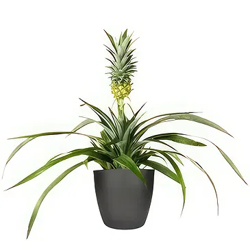 Amsterdam flowers  -  Orchid Care Kit Flower Bouquet/Arrangement