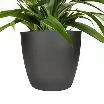Amsterdam flowers  -  Orchid Care Kit Flower Bouquet/Arrangement