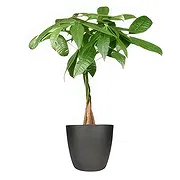 Amsterdam Online Florist - Frisk blomkruka Bukett