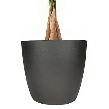 Loenen flori- Ghiveci de flori sănătos Buchet/aranjament floral