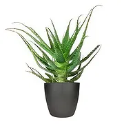 Rotterdam online Florist - Luscious Stems Bouquet