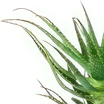 Holland flowers  -  Luscious Stems Flower Bouquet/Arrangement
