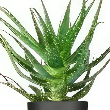 Holland flowers  -  Luscious Stems Flower Bouquet/Arrangement