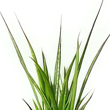 Holland flowers  -  Present Perfection Flower Bouquet/Arrangement