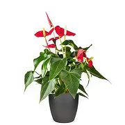 Holland Online Florist - Generositetsbutiken Bukett