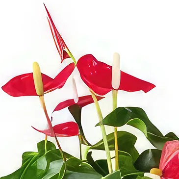 Rotterdam flowers  -  The Generosity Store Flower Bouquet/Arrangement