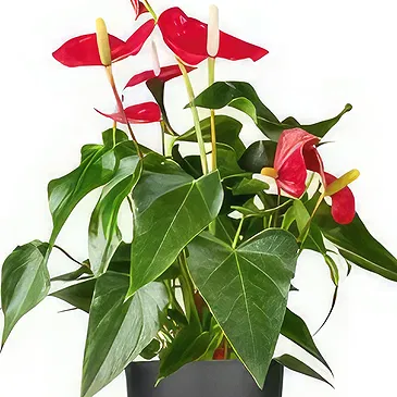 Rotterdam flowers  -  The Generosity Store Flower Bouquet/Arrangement