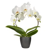 Amsterdam Online Florist - Det begåvade boet Bukett