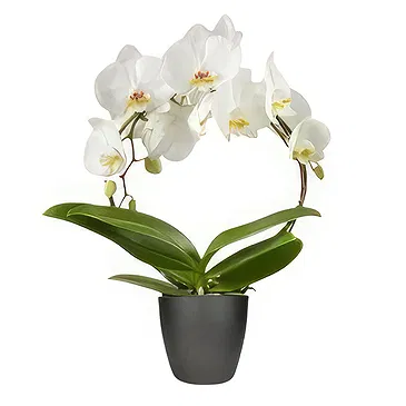 Holland flowers  -  The Gifted Nest Flower Bouquet/Arrangement