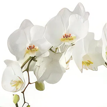 Holland flowers  -  The Gifted Nest Flower Bouquet/Arrangement
