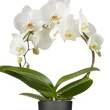 Holland flowers  -  The Gifted Nest Flower Bouquet/Arrangement