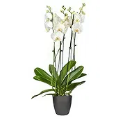 Holanda Floristeria online - El lugar actual Ramo de flores
