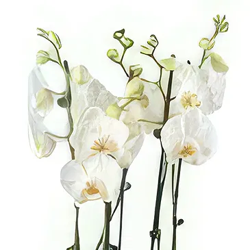 Holland flowers  -  The Present Place Flower Bouquet/Arrangement