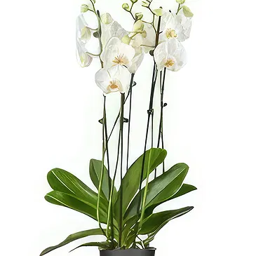 Holland flowers  -  The Present Place Flower Bouquet/Arrangement
