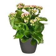 Hengelo online Florist - Charm Cart Bouquet