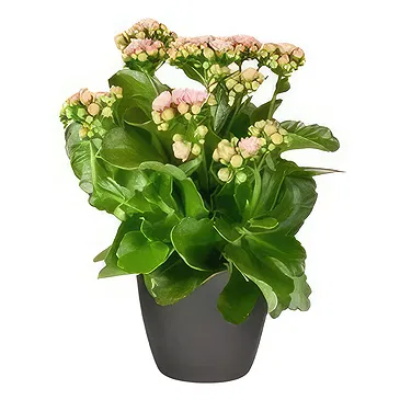 Holland flowers  -  Charm Cart Flower Bouquet/Arrangement