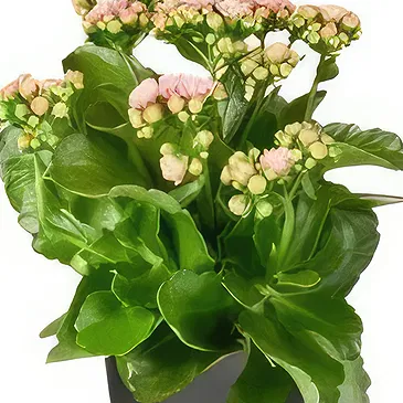 Holland flowers  -  Charm Cart Flower Bouquet/Arrangement