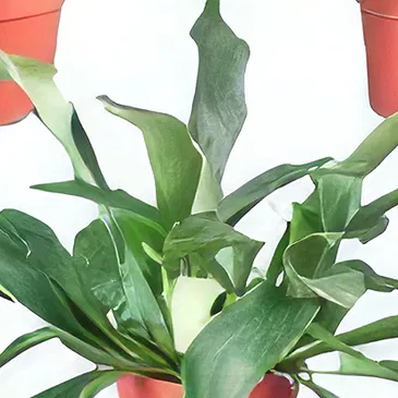 Holland flowers  -  Smiles And Surprises Flower Bouquet/Arrangement