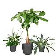 Holland online Florist - Trinkets & Treasures Bouquet